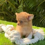 Teacup Chihuahua Lulú