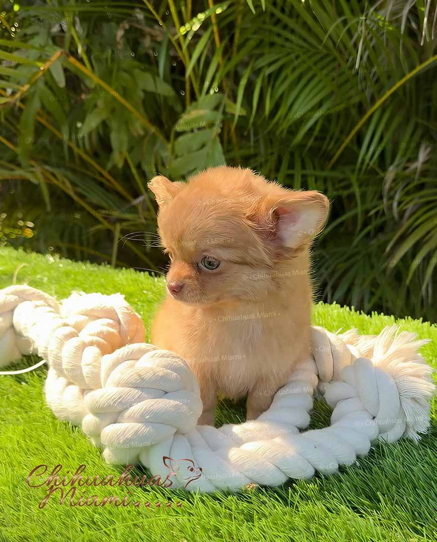 Teacup Chihuahua Lulú