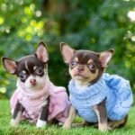 Teacup Chihuahua Lulú