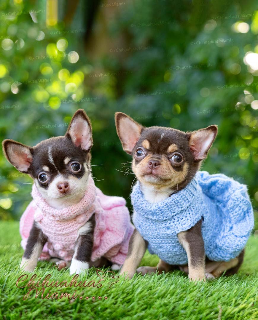 Teacup Chihuahua Lulú