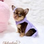 Teacup Chihuahua Lupita