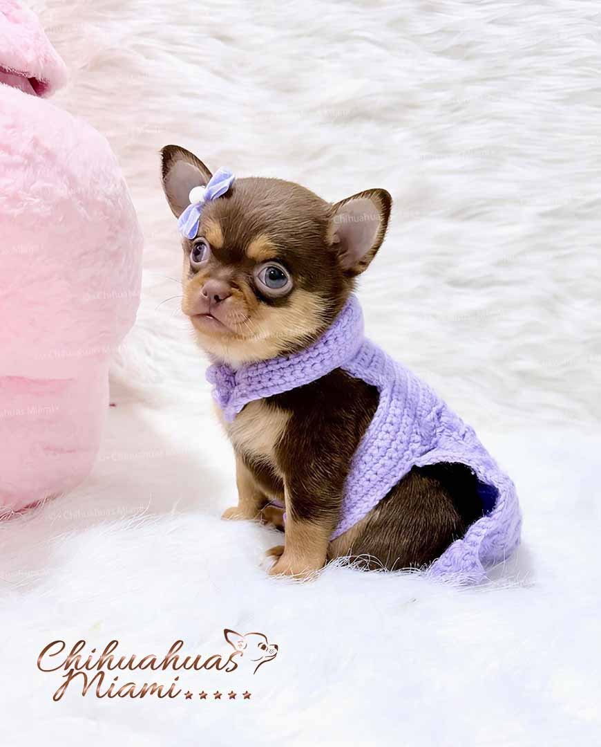 Teacup Chihuahua Lupita