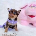 Teacup Chihuahua Lupita