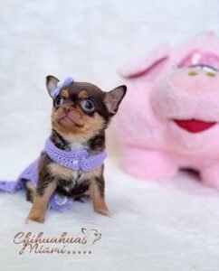 Teacup Chihuahua Lupita