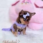 Teacup Chihuahua Lupita