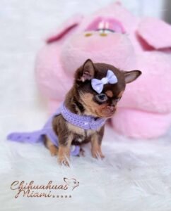 Teacup Chihuahua Lupita