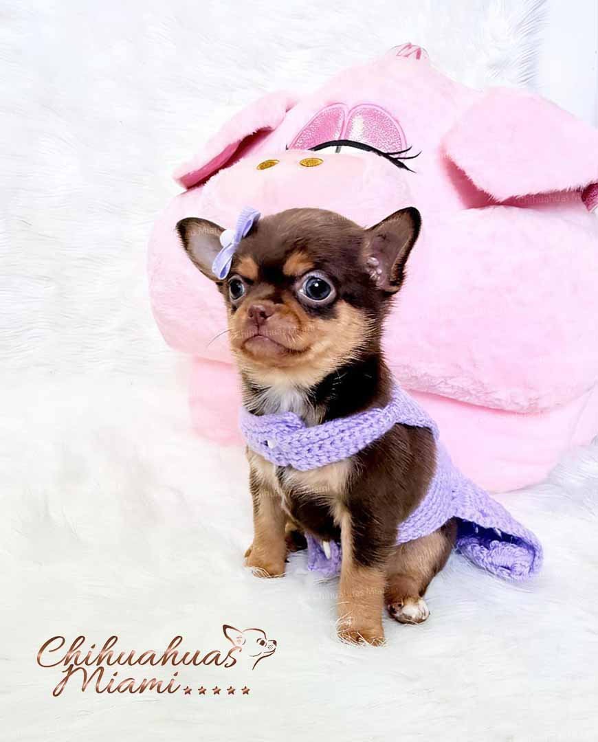 Teacup Chihuahua Lupita