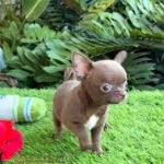 Female Chihuahua Madonna