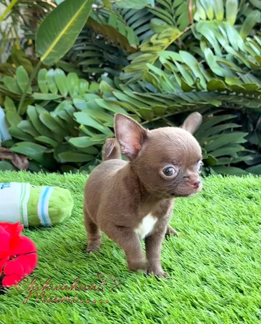 Female Chihuahua Madonna