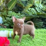 Teacup Chihuahua Madonna