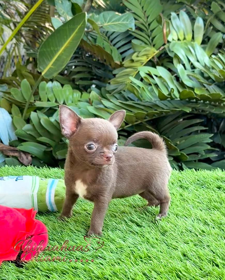 Teacup Chihuahua Madonna