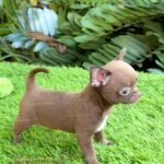 Teacup Chihuahua Madonna