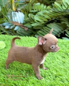 Teacup Chihuahua Madonna
