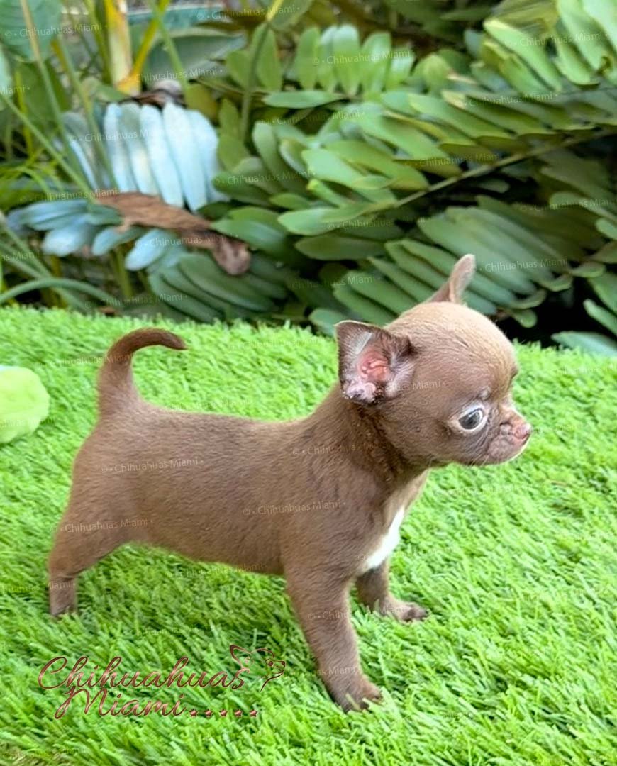 Teacup Chihuahua Madonna