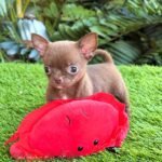 Teacup Chihuahua Madonna