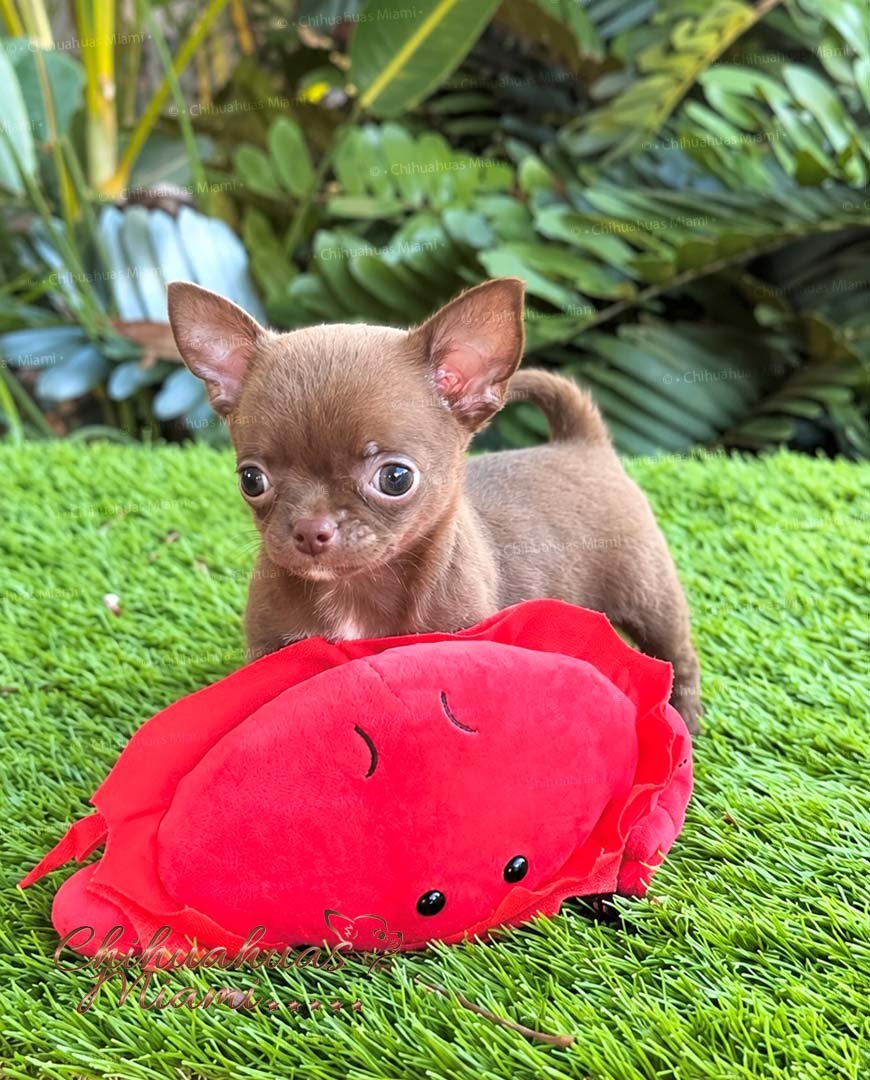 Teacup Chihuahua Madonna
