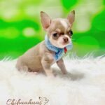 Teacup Chihuahua Maple