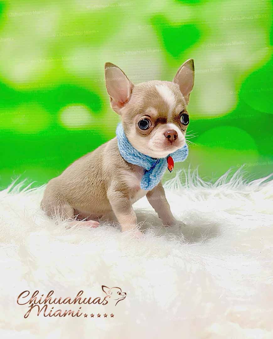 Teacup Chihuahua Maple