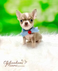 Teacup Chihuahua Maple