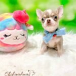 Teacup Chihuahua Maple