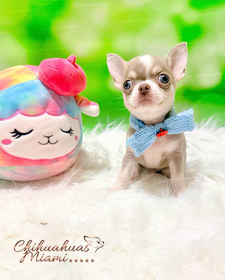 Teacup Chihuahua Maple