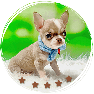 Teacup Chihuahua maple