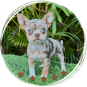 Teacup Chihuahua Maya