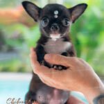 Teacup Chihuahua Micaela