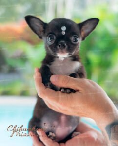 Teacup Chihuahua Micaela