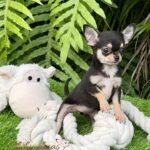 Teacup Chihuahua Micaela