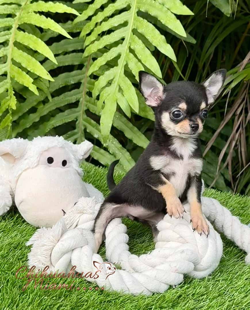 Teacup Chihuahua Micaela