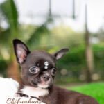 Teacup Chihuahua Micaela