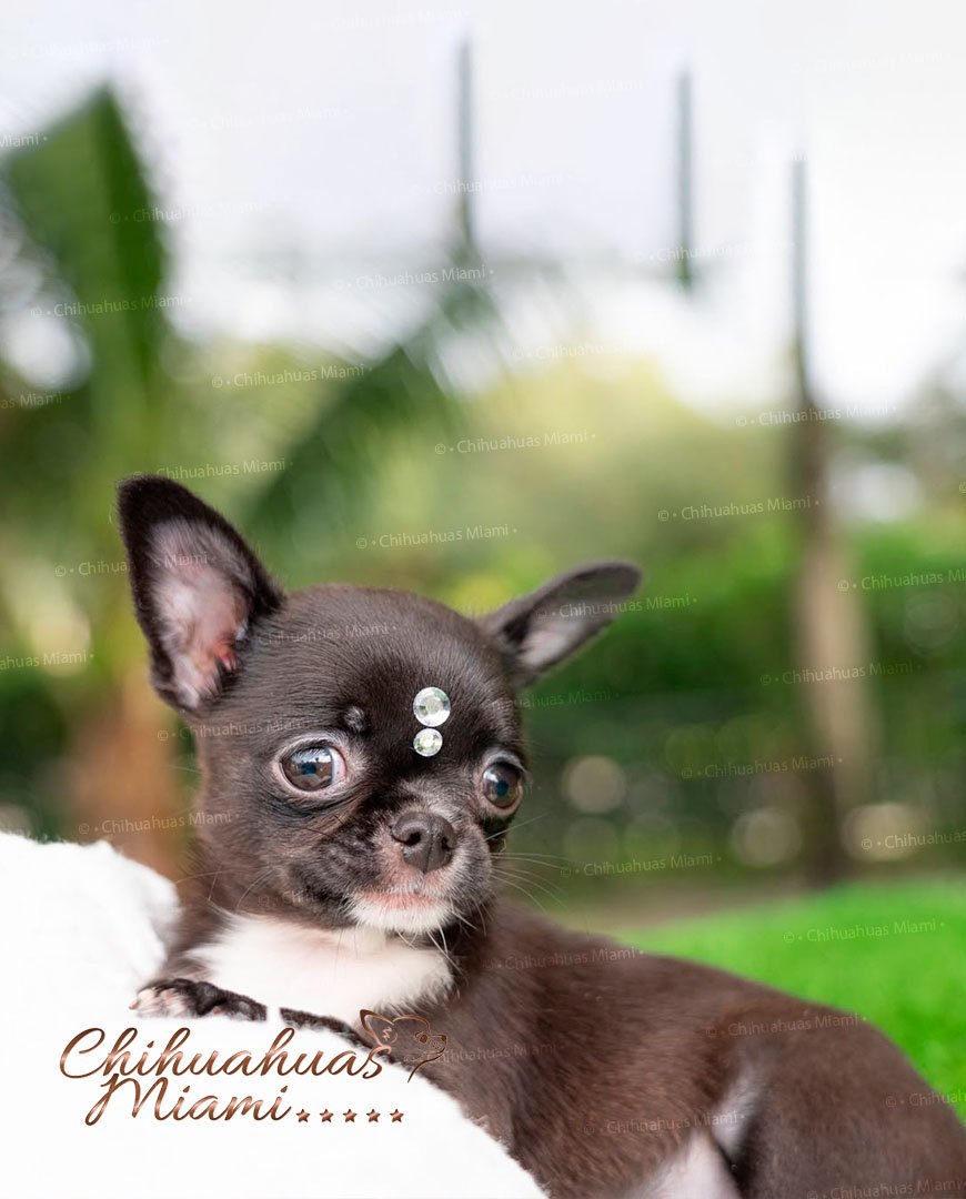 Teacup Chihuahua Micaela