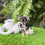 Teacup Chihuahua Micaela