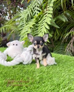 Teacup Chihuahua Micaela