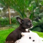 Teacup Chihuahua Micaela