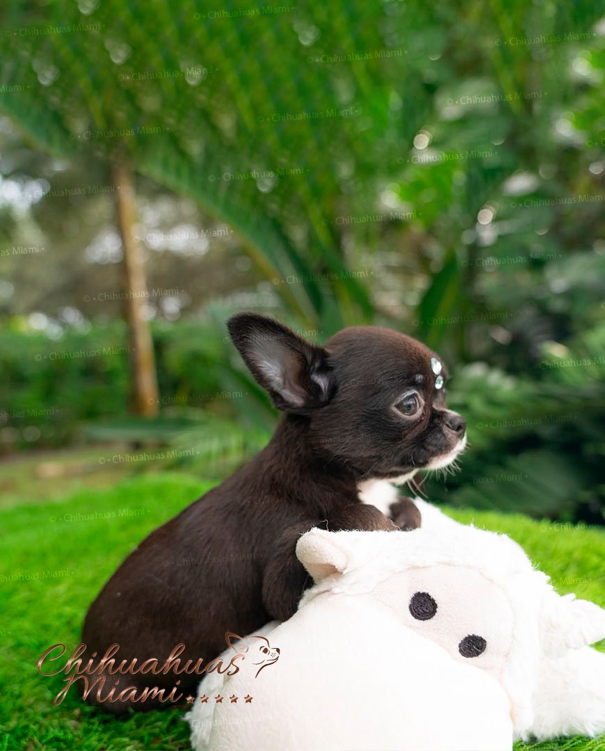 Teacup Chihuahua Micaela