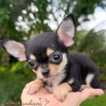 Teacup Chihuahua Micaela