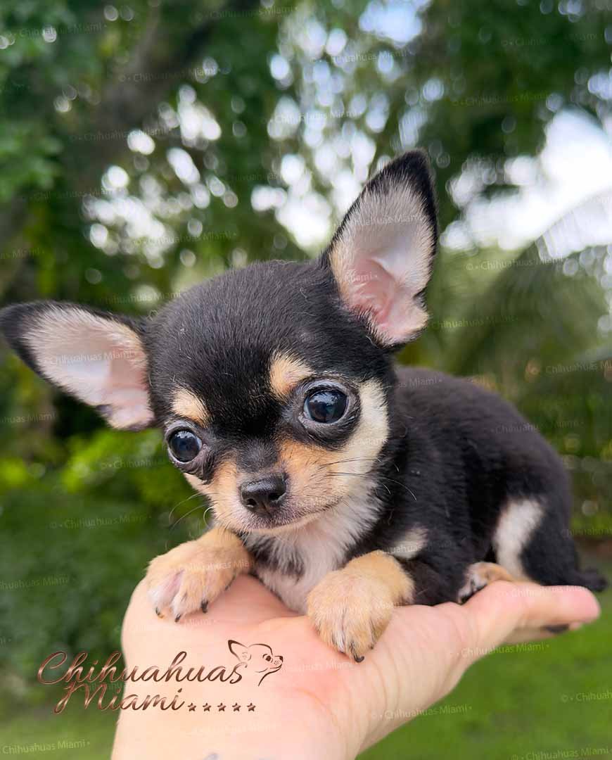 Teacup Chihuahua Micaela