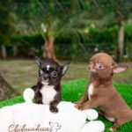 Teacup Chihuahua Micaela