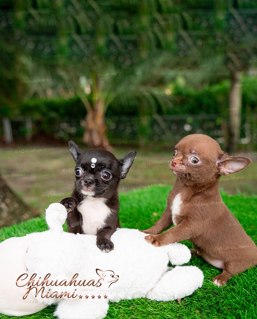 Teacup Chihuahua Micaela