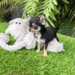 Teacup Chihuahua Micaela