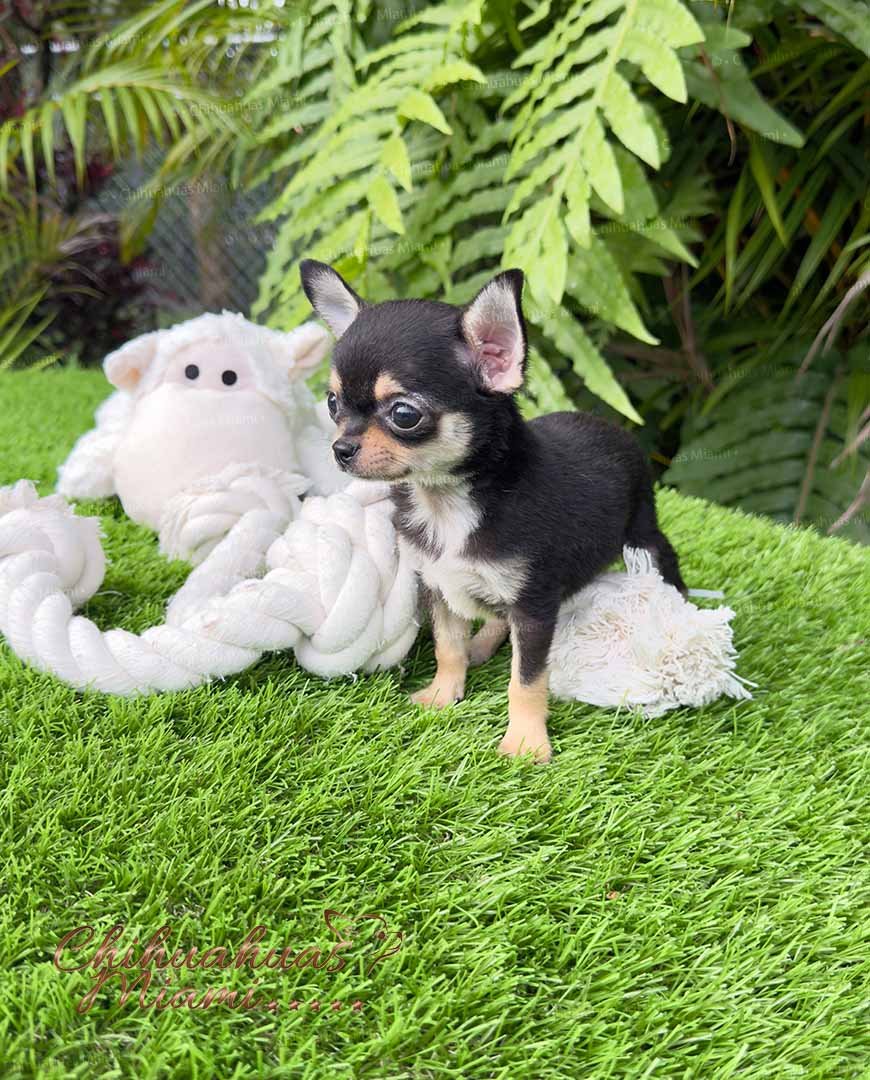 Teacup Chihuahua Micaela