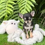 Teacup Chihuahua Micaela