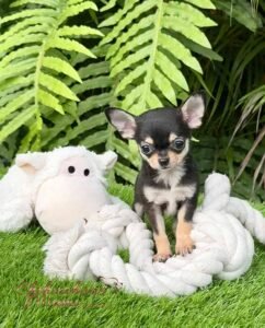 Teacup Chihuahua Micaela