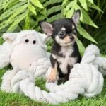 Teacup Chihuahua Micaela