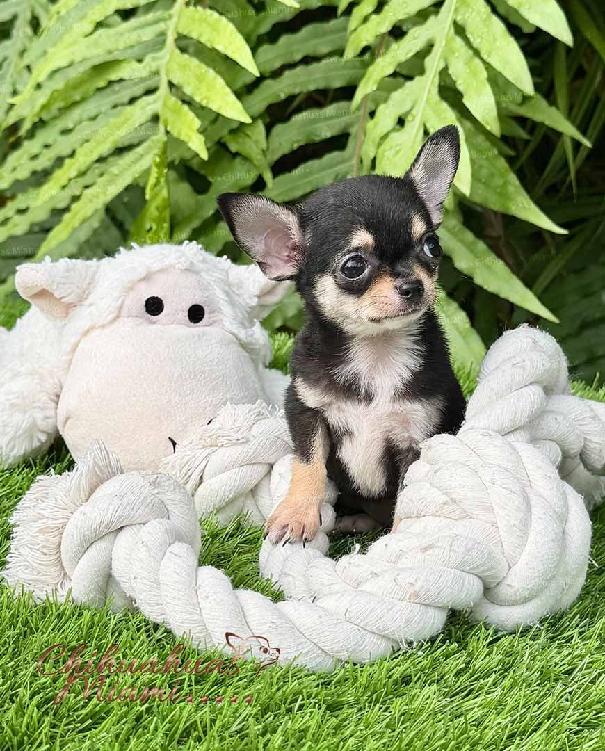 Teacup Chihuahua Micaela