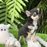 Teacup Chihuahua Micaela