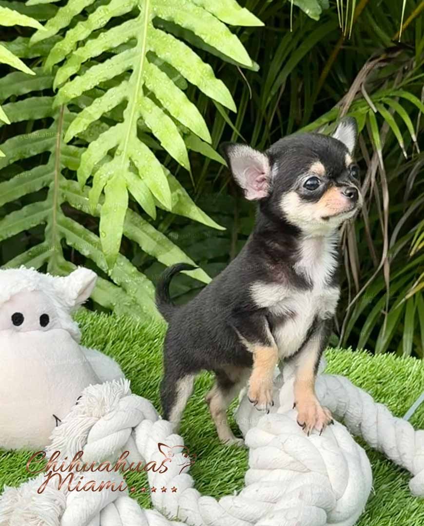 Teacup Chihuahua Micaela