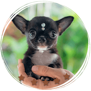 Teacup Chihuahua Micaela